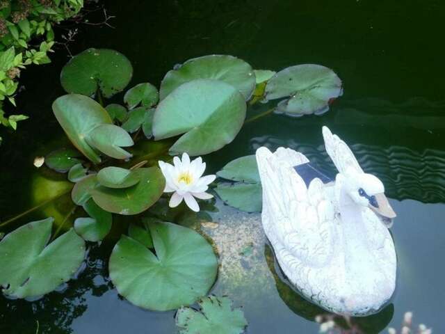 Гостевой дом Хутор белой козы Приозерск-67